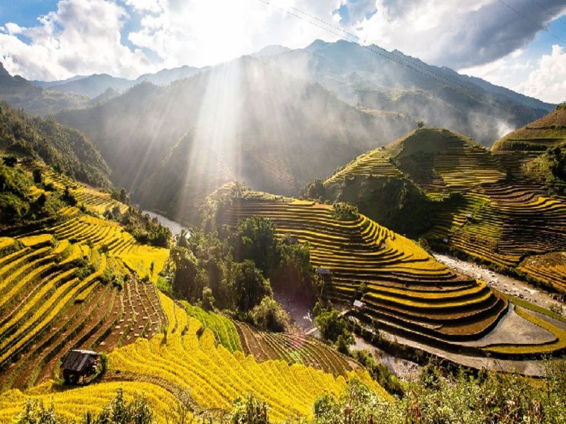 Ruộng bậc thang vàng óng ánh ở Yên Bái